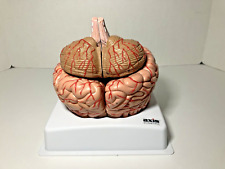brain model for sale  Shipping to Ireland