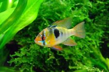 German blue ram for sale  BIRMINGHAM