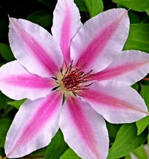 Clematis nellie moser. for sale  DROITWICH