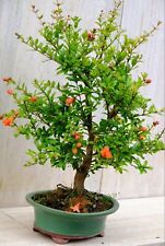 Prebonsai bonsai melograqno usato  Roma