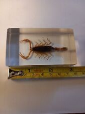 Small scorpion sealed for sale  DENNY