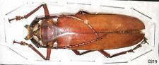 Cerambycidae callipogon cinnam for sale  Shipping to United States