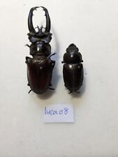 Lucanidae lucanus planeti d'occasion  Gorron