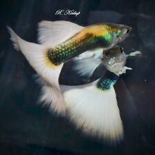 Breeding pair asian for sale  SUNDERLAND