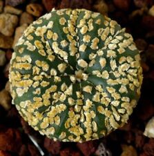 Astrophytum superkabuto golden usato  Napoli
