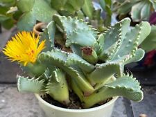 Faucaria tigrina tiger for sale  Laguna Hills