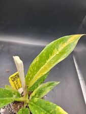 split leaf philodendron for sale  Hesperia