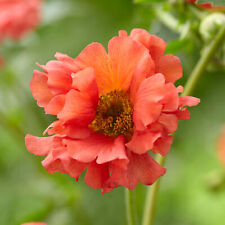 Geum coral tempest for sale  UK
