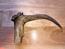 One stag horn for sale  KIRKCUDBRIGHT