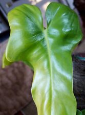 Rare philodendron golden for sale  Glenmoore