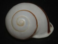 Tonyshells Landsnail Calocochlia albaiensis 36.5mm F+++/GEM Superb Pattern Color for sale  Shipping to South Africa