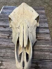 Steer head skull for sale  Oklahoma City