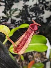 Nepenthes maxima trusmadiensis for sale  Shipping to Ireland