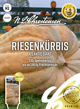 Olbrzymia kuryba 'Atlantic Giant' - Cucurbita maxima, dynia, nasiona, 01650 na sprzedaż  Wysyłka do Poland