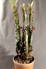 Euphorbia trigona cactus usato  Roma