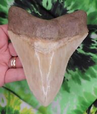 Megalodon sharks tooth for sale  Bloomsburg