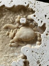 Fossil crab travertine for sale  BROADSTAIRS
