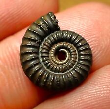 Crucilobiceras pyrite ammonite for sale  BRISTOL