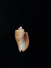 sea shell Cymbiola sophia, 68.00mm for sale  Shipping to South Africa