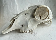 ram skull for sale  Goldthwaite