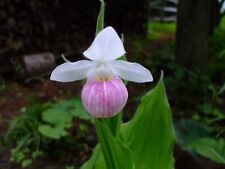 Cypripedium reginae orchid for sale  Ottawa Lake