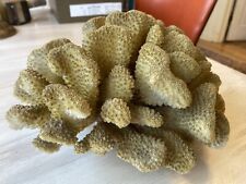 Natural cactus coral for sale  Superior