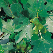 Fig fruit plant for sale  IPSWICH