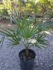 Trachycarpus fortunei palm for sale  Gibsonton