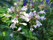 Seeds penstemon digitalis for sale  Shipping to Ireland