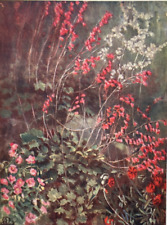 Flowers - Heuchera Sanguinea by Anna Lea-Merritt - Antique Print 1909 for sale  Shipping to South Africa