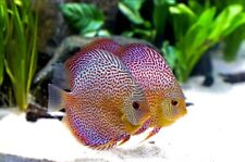 Leopard spotted discus for sale  LONDON