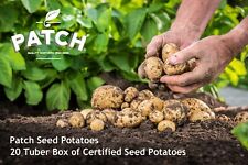 20x certified seed for sale  Shipping to Ireland