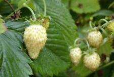 White forest strawberry for sale  Shipping to Ireland