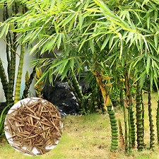 Ventricous bamboo seeds for sale  Shipping to Ireland