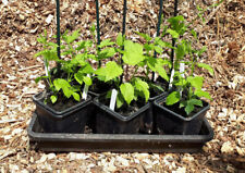 Unusual hop plants for sale  MALPAS