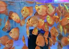 Discus fish directly for sale  LLANDUDNO