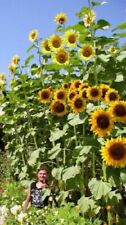 Riesen sonnenblumen winterhart gebraucht kaufen  Kaiserslautern