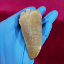 Hoffmanni tooth fossil for sale  Shipping to Ireland