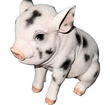 Baby pig piglet for sale  Smithville