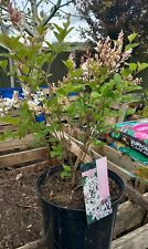 Dwarf lilac shrub for sale  WEST MALLING