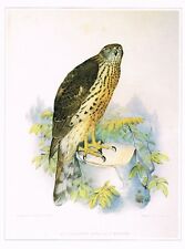 Bird print northern for sale  DEREHAM