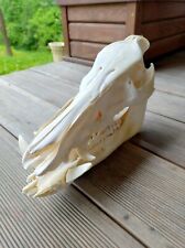 Boar hog skull for sale  Shipping to Ireland