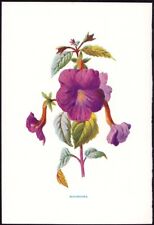 c1879 Hulme Familiar Garden Flowers Antique Botanical Print Achimenes longiflora for sale  Shipping to South Africa