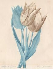 Fleur tulipe gesner d'occasion  France