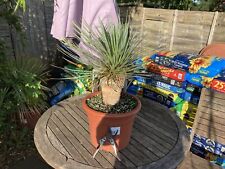 Yucca rostrata for sale  WORCESTER