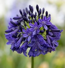 New agapanthus dark for sale  Shipping to Ireland