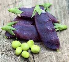Blauwshokker purple peas for sale  FERRYHILL