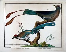 1760 asian cuckoos for sale  NORWICH