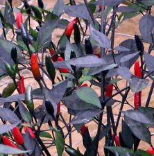 black gloss planter for sale  BRIGHTON