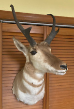 Pronghorn antelope head for sale  Carbondale